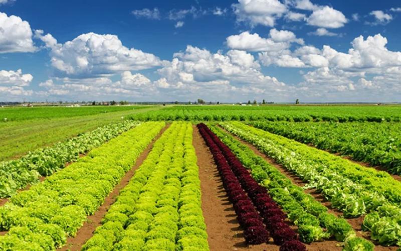 Local Foods Initiative