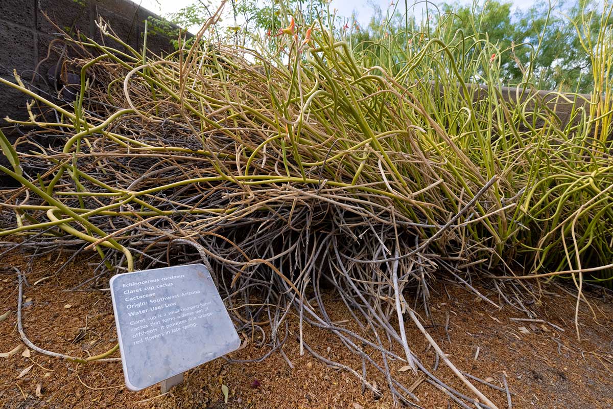 Desert Arboretum