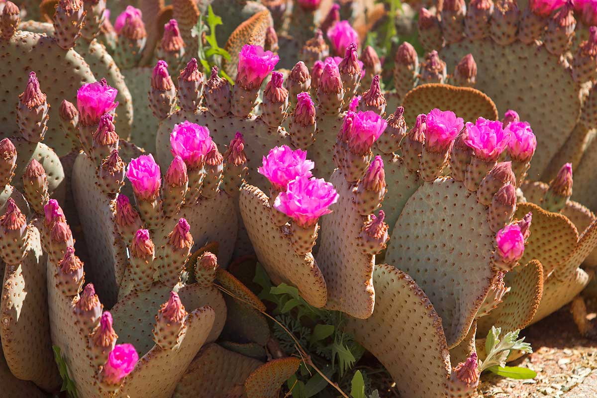 Desert Arboretum