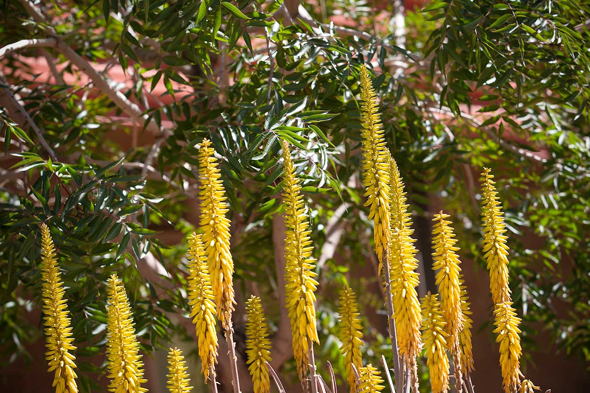 Desert Arboretum